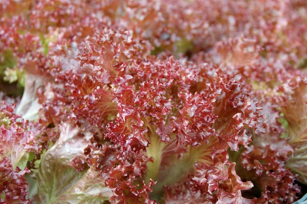 Lechuga roja Hojas — Foto de Stock