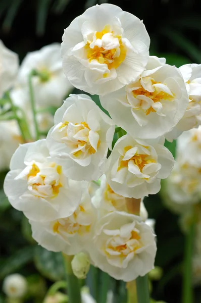 Close up of white daffodils — Stock Photo, Image