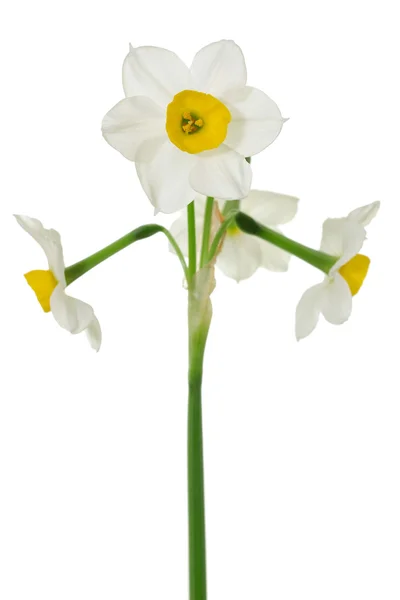 Närbild av vita påskliljor — Stockfoto