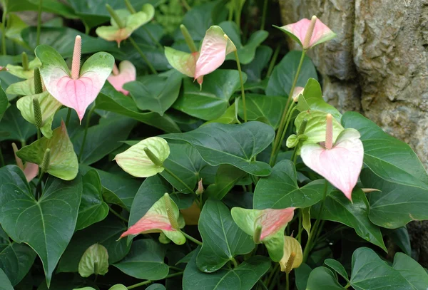 Розовый andreanum — стоковое фото