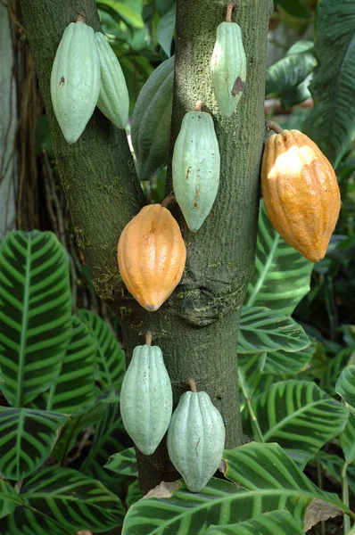 Árbol de cacao — Foto de Stock