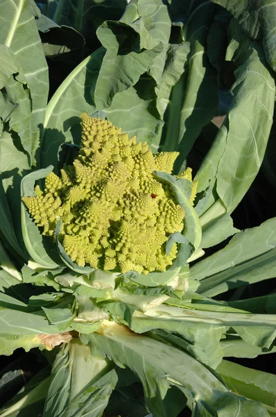 Green cauliflower — Stock Photo, Image