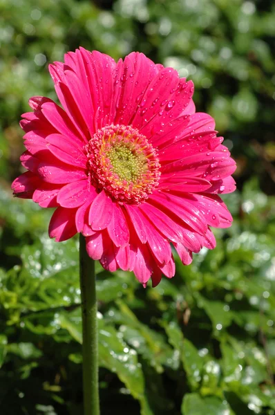 粉色非洲菊 — 图库照片