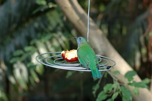Green bird was feeded — Stock Photo, Image