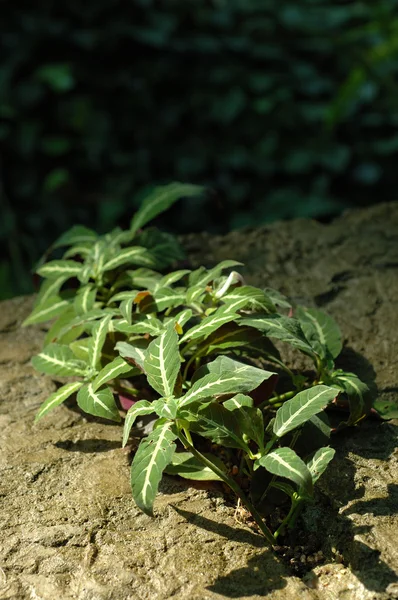 Green plant under sunbeam — Stock Photo, Image