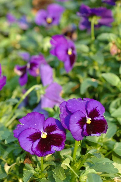 紫色出来上がりの花します。 — ストック写真