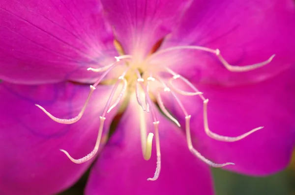 stock image Close up of pistils