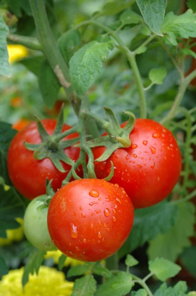 Growing tomatoes — Stock Photo, Image
