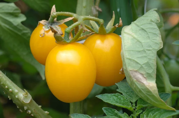 Groeiende gele tomaten — Stockfoto