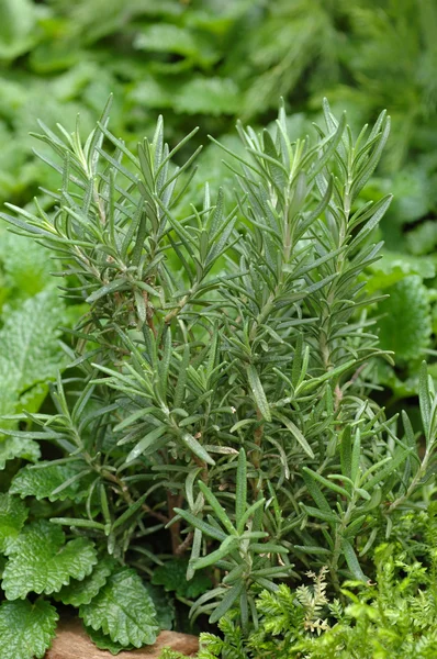 Rosemary plant — Stock Photo, Image