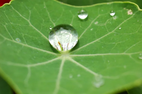 stock image Waterdrops on green leaf