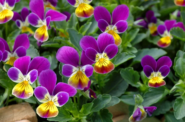 Culottes violet-jaune — Photo