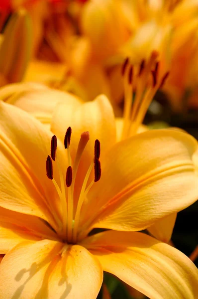 Orange lily flower — Stock Photo, Image