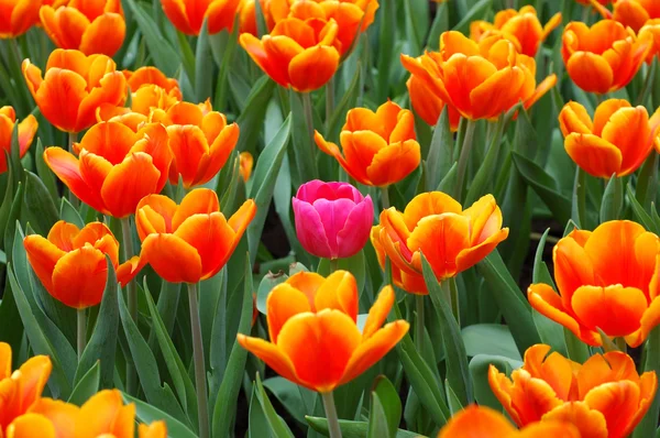 Tulipán rosa en el grupo —  Fotos de Stock