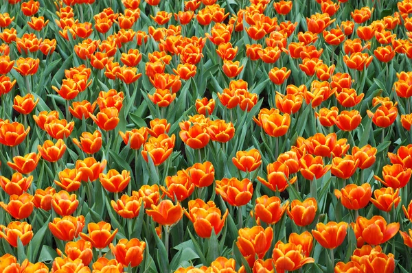 Oranje tulpen achtergrond — Stockfoto