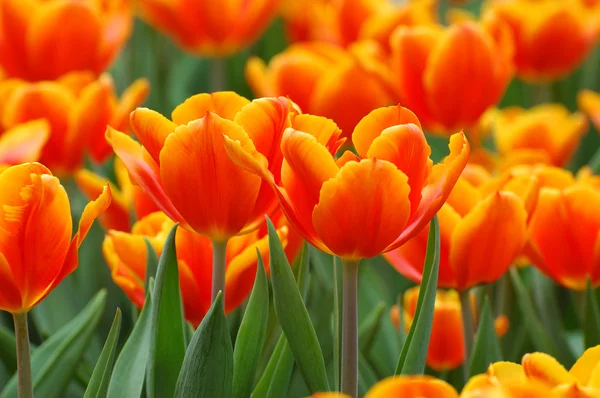 Orange tulips closeup — Stock Photo, Image