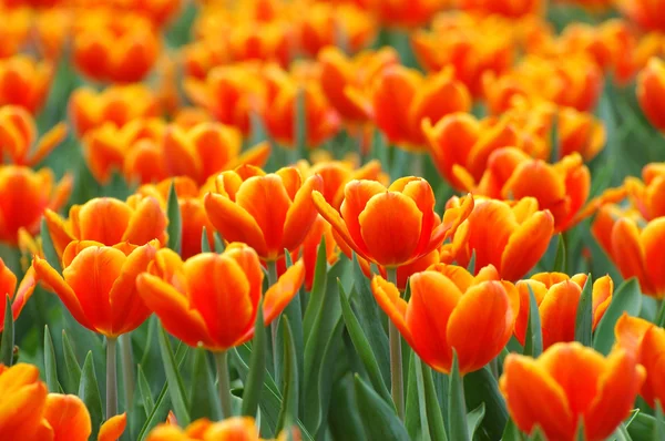 Feld orangefarbener Tulpen — Stockfoto