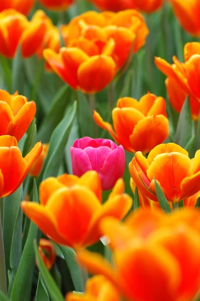 Pink tulip in orange — Stock Photo, Image