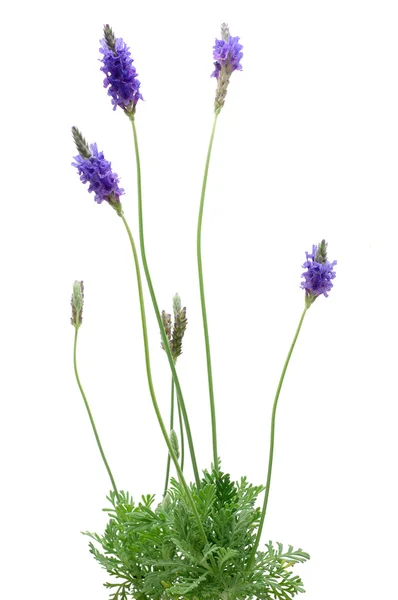 Lavendel plant — Stockfoto