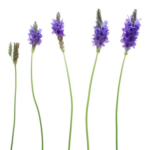 Fünf Lavendel — Stockfoto