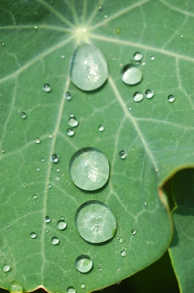 stock image Waterdrops on green leaf