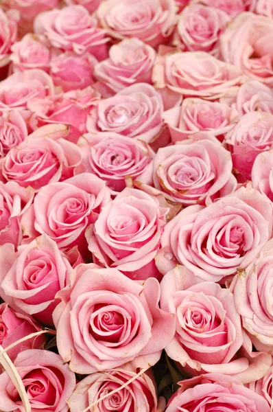 Rosa rosor bakgrund — Stockfoto
