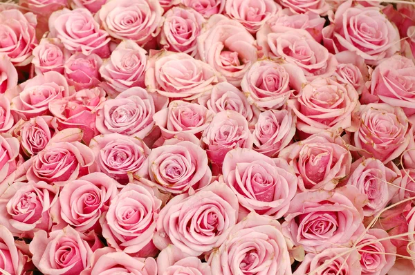 Rosa rosas fundo — Fotografia de Stock