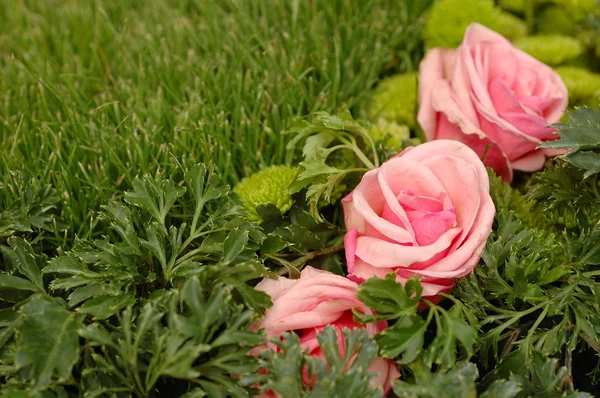 在绿色的草丛中的粉色玫瑰 — 图库照片