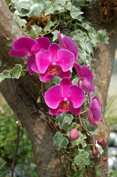 Cluster of pink orchids — Stock Photo, Image