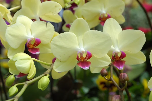 Cluster of yellow orchids — Stock Photo, Image