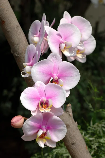 White-pink orchids — Stock Photo, Image