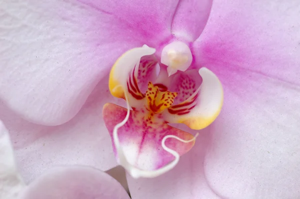 White-pink orchid pistil — Stock Photo, Image