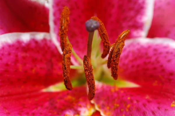 Pink tiger lily pistils — Stock Photo, Image