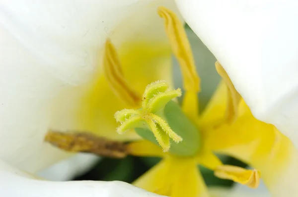 White tulip pistil — Stock Photo, Image