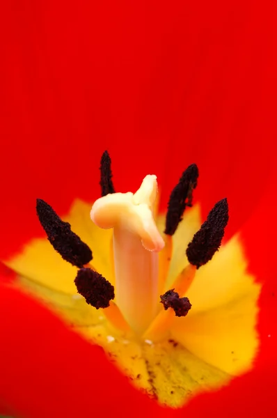 Tulipán rojo pistilo —  Fotos de Stock