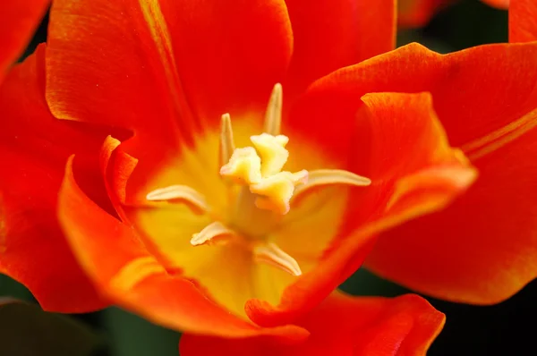 Tulipa vermelha pistil — Fotografia de Stock