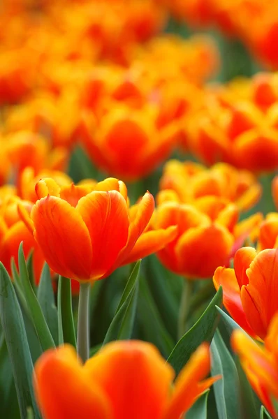 Оранжевые тюльпаны — стоковое фото