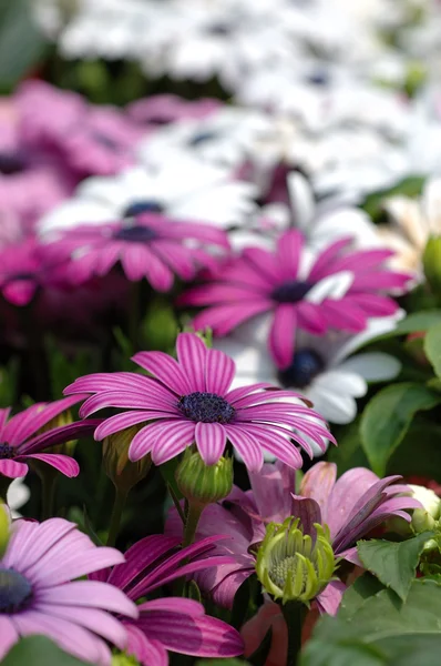 Purple daisies — Stock Photo, Image