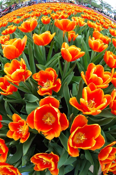 Вид на оранжевые тюльпаны — стоковое фото