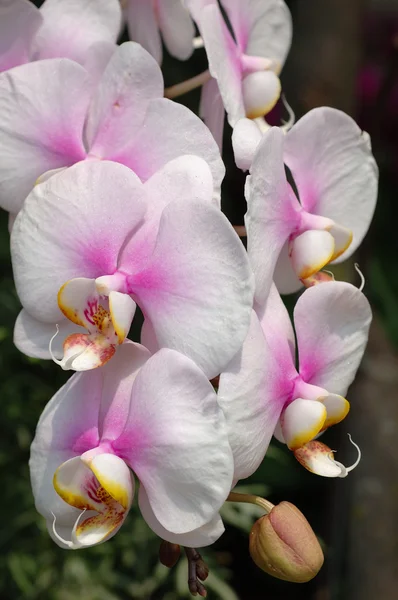 White-pink orchids — Stock Photo, Image