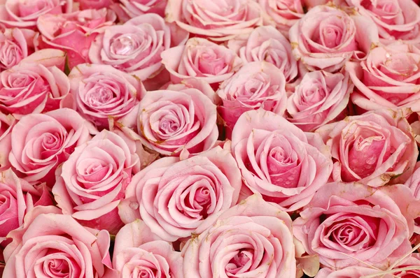 Розовые розы фон — стоковое фото