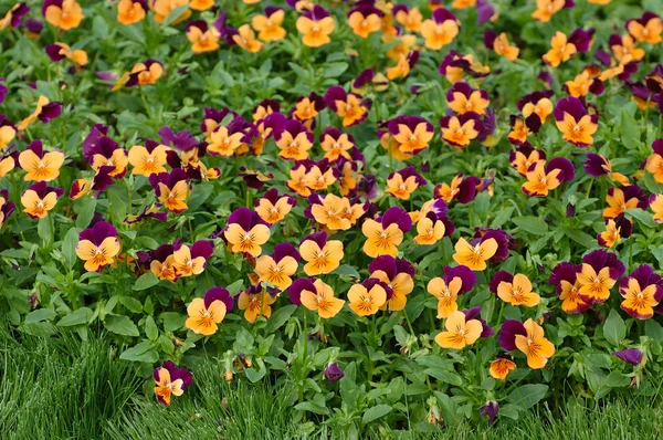 Purple-orange pansies — Stock Photo, Image