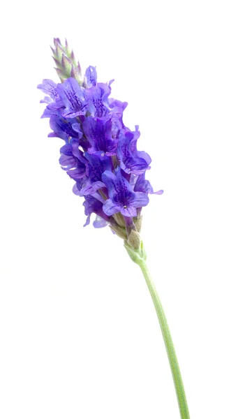 Lavendel närbild — Stockfoto