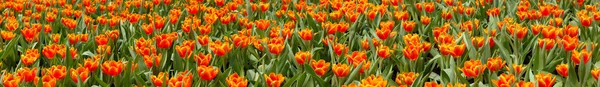 Панорама тюльпанов — стоковое фото
