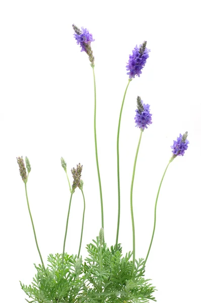 Lavendel växt — Stockfoto