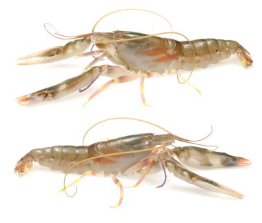 Live Shrimp clipart