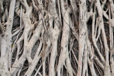 Banyan tree roots clipart