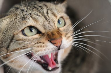 Angry hissing cat clipart