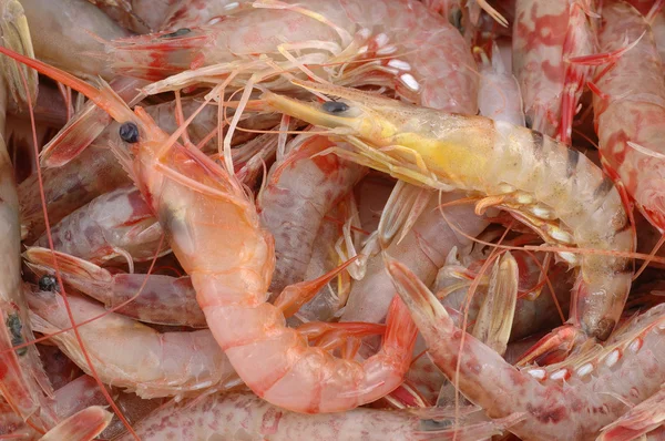 Raw shrimps — Stock Photo, Image