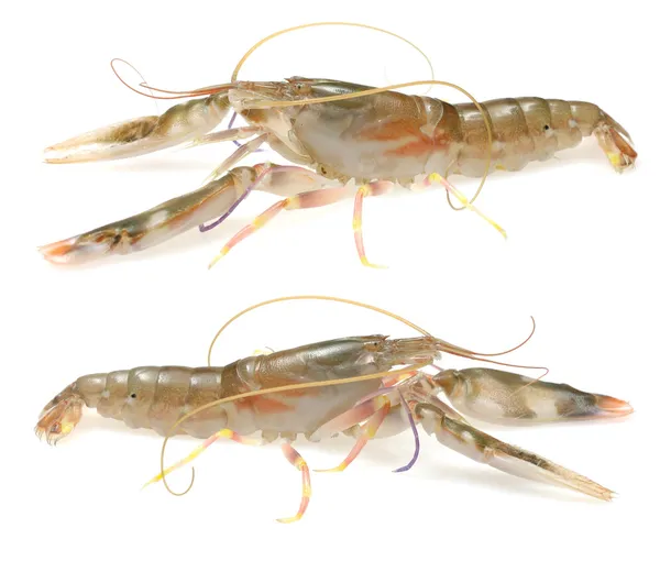 Live Shrimp — Stock Photo, Image